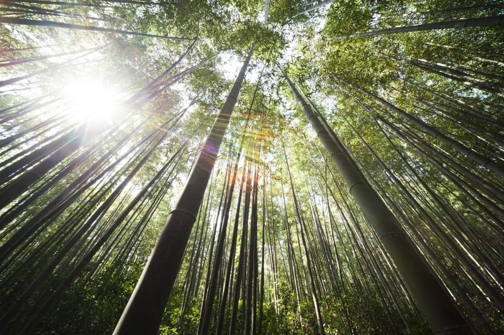 Ein hochgewachsener Bambuswald